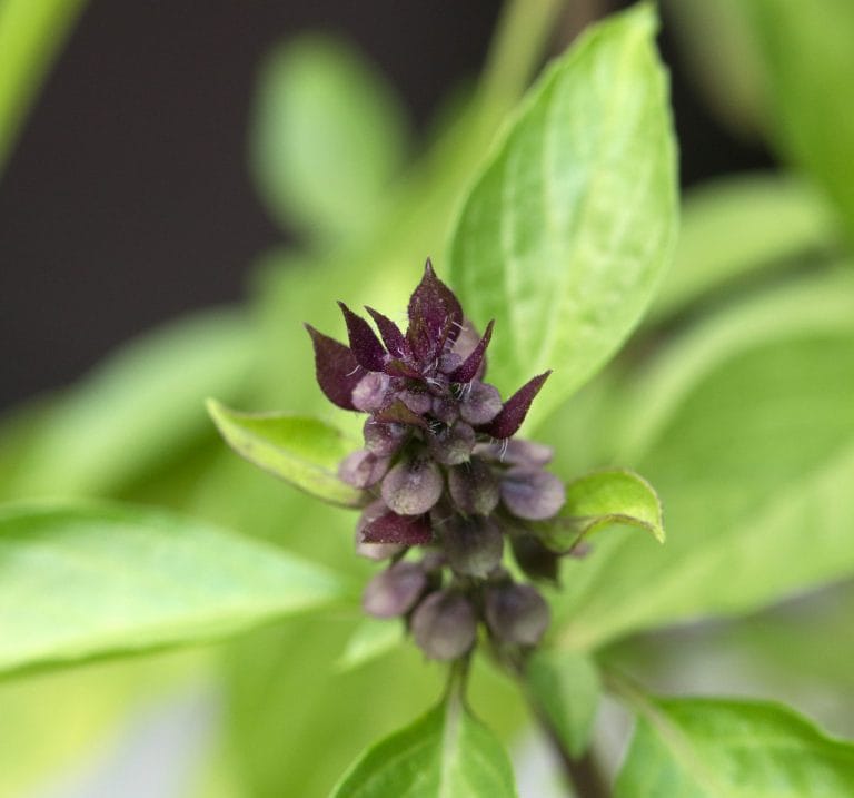 BASIL