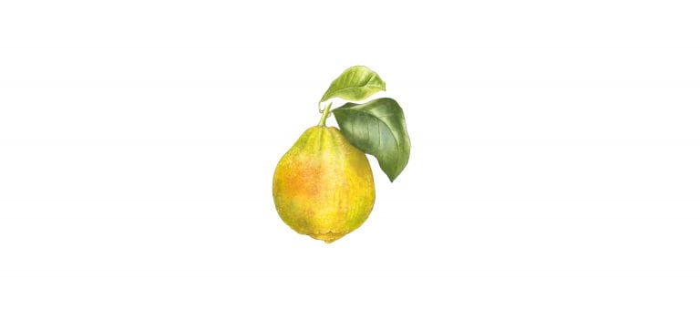 BERGAMOT