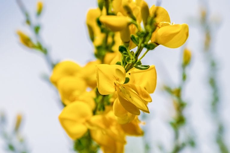 BROOM1_PIXABAY