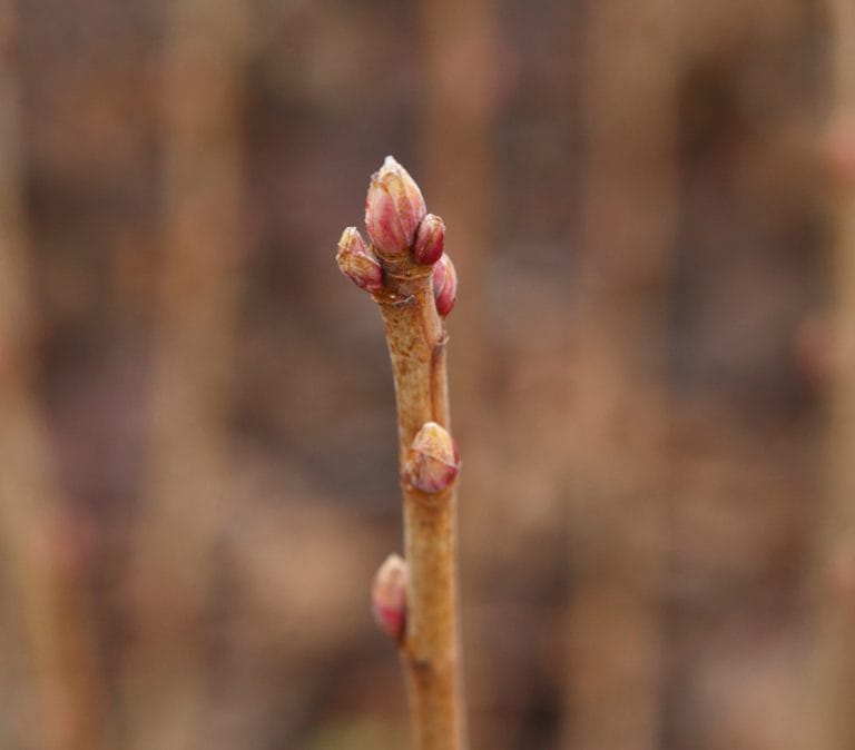 Blackcurrant-buds