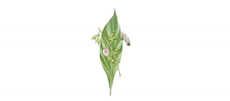 CARDAMOM