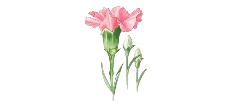 CARNATION