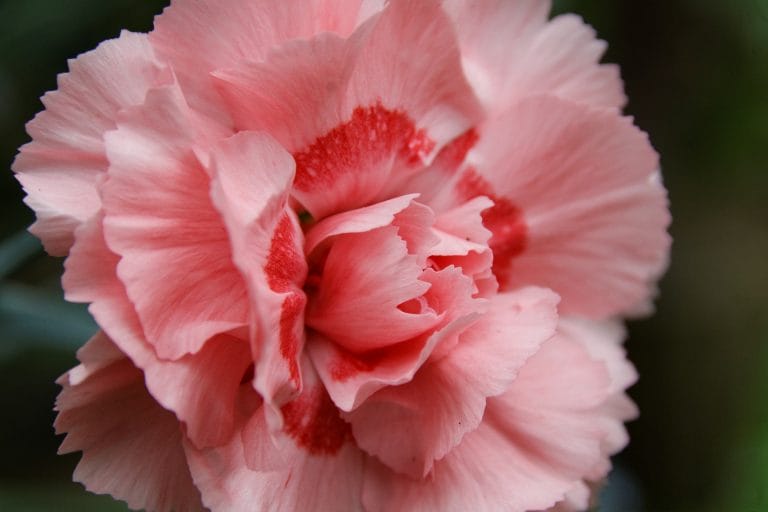 CARNATION