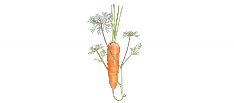 CARROT