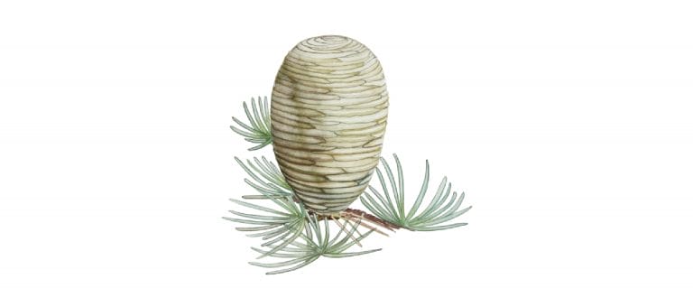 CEDARWOOD