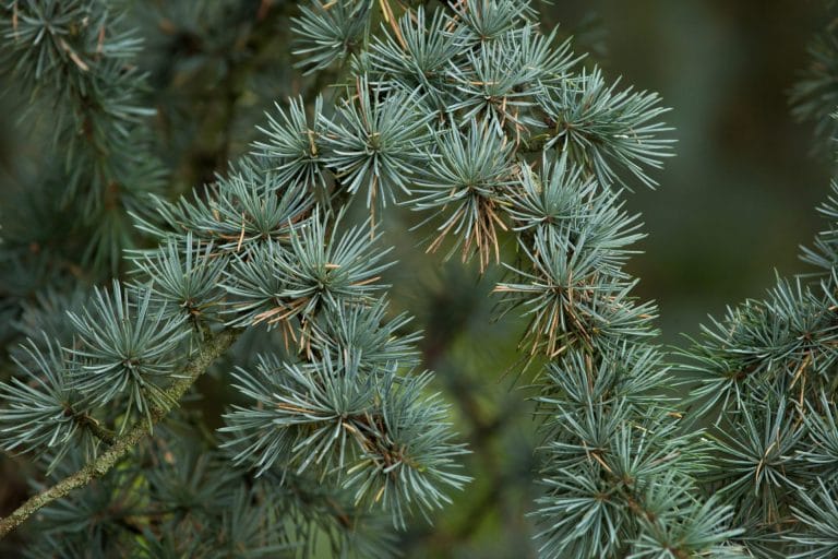 CEDARWOOD
