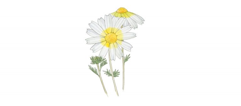 CHAMOMILE