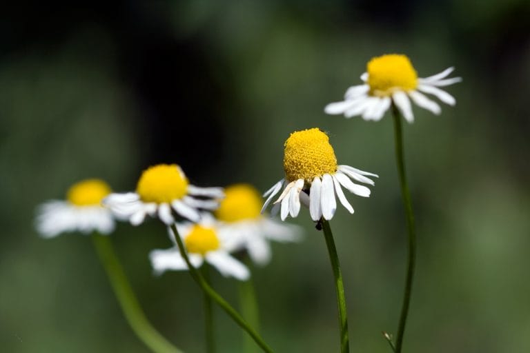 CHAMOMILE