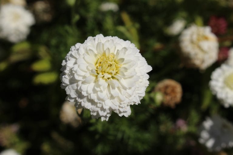 CHAMOMILE