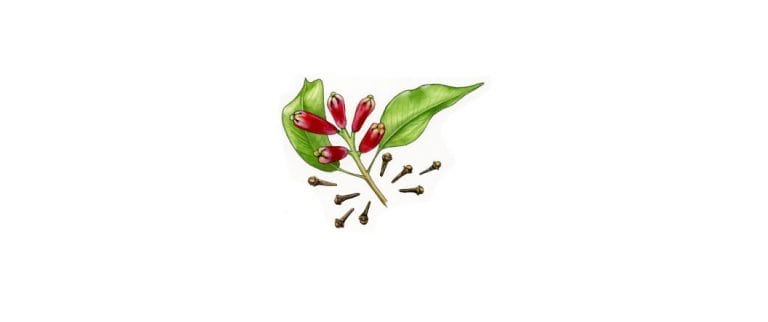 CLOVE