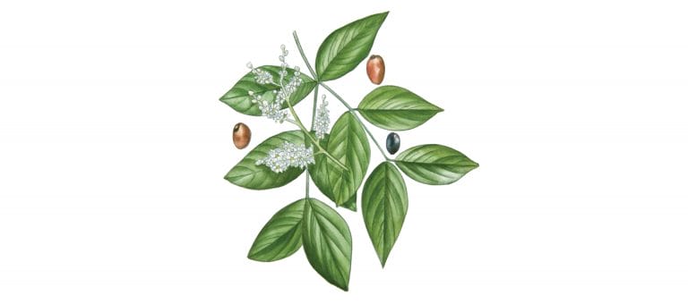 COPAIBA