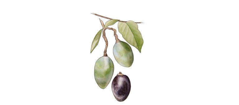 ELEMI