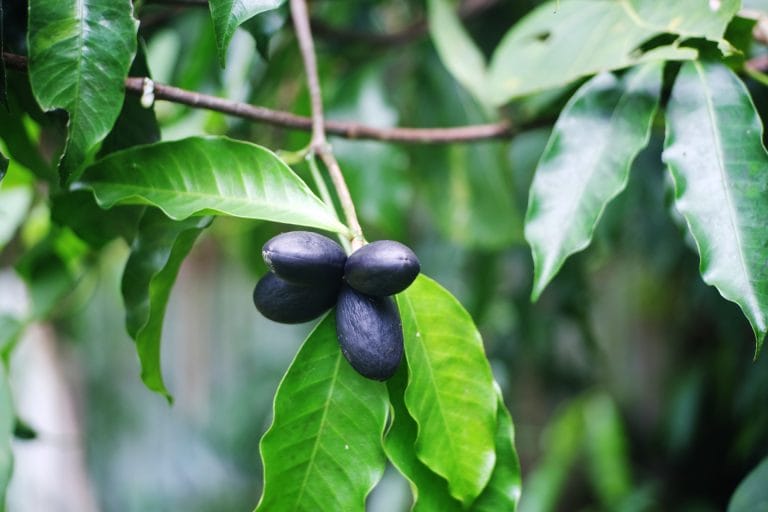 ELEMI