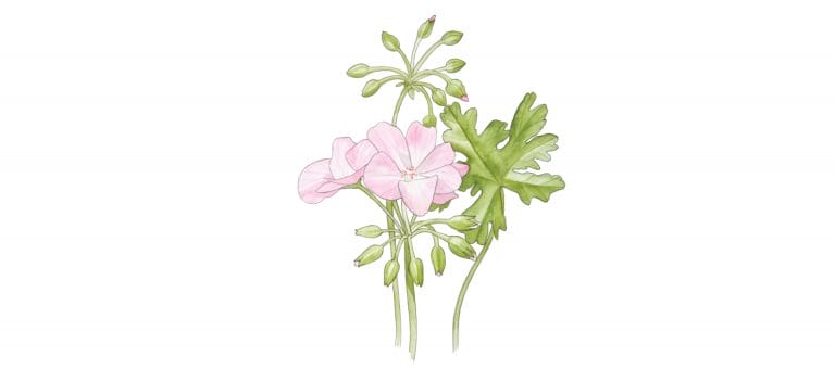 GERANIUM
