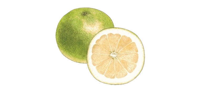 GRAPEFRUIT WHITE