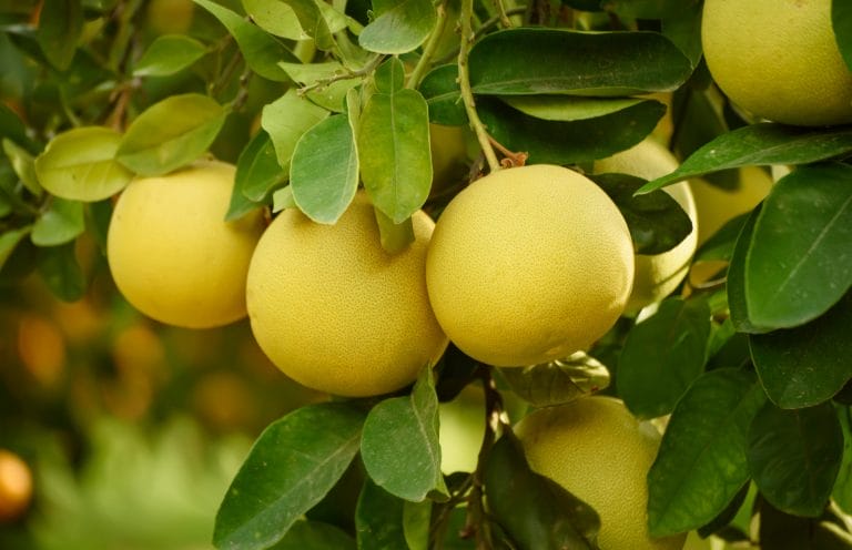 GRAPEFRUIT White