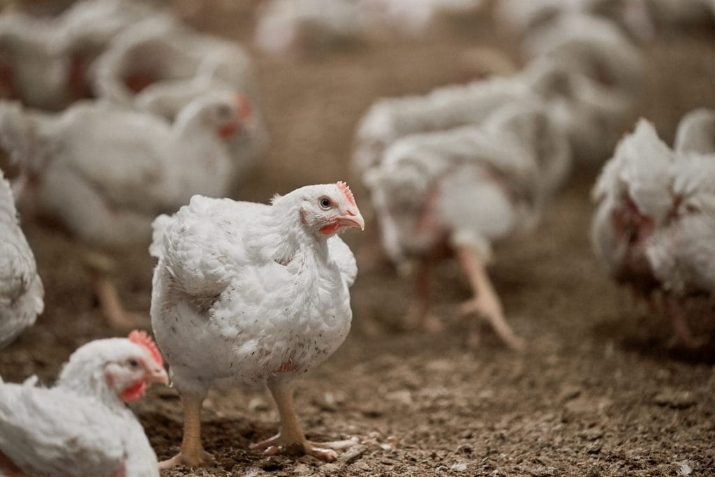 Gold – Poultry image