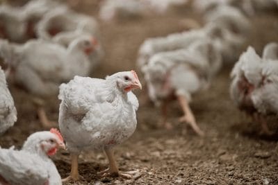 Como a fitase está revolucionando a nutrição de aves e suínos?
