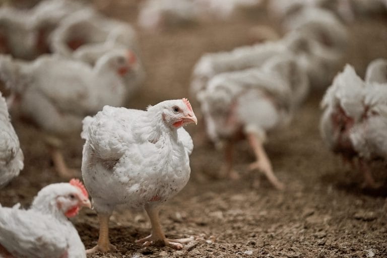 Microbial Science: The Hidden Driver of Poultry Health and Performance