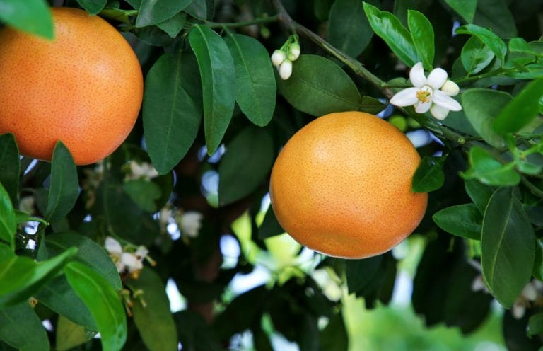 Grapefruit Pink