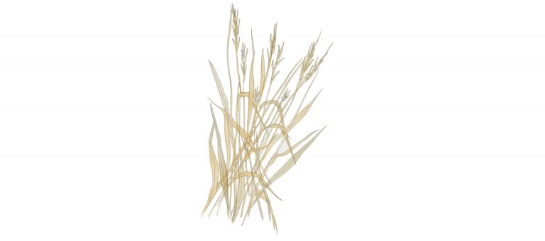 HAY