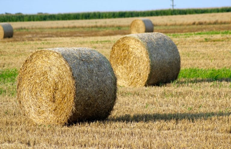 HAY