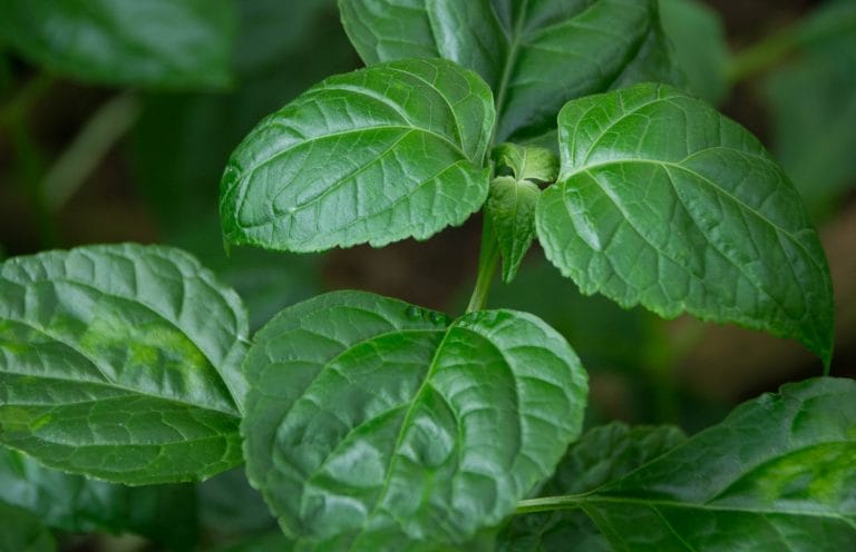 HEALINGWOOD