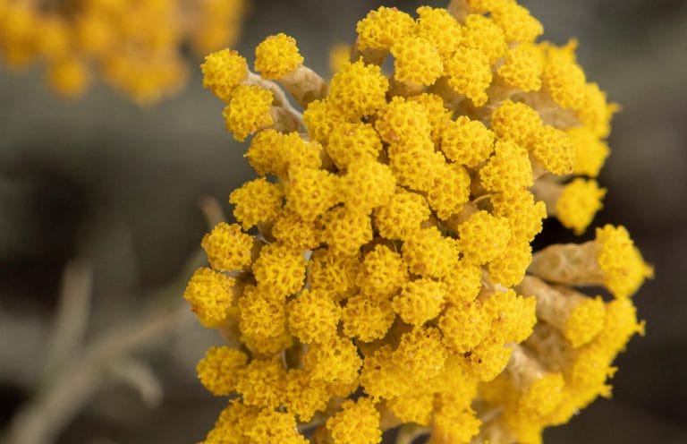 IMMORTELLE
