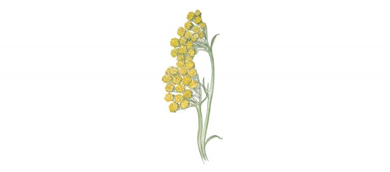 IMMORTELLE absolute
