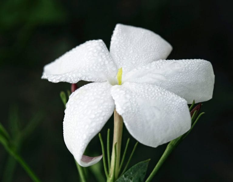 JASMINE