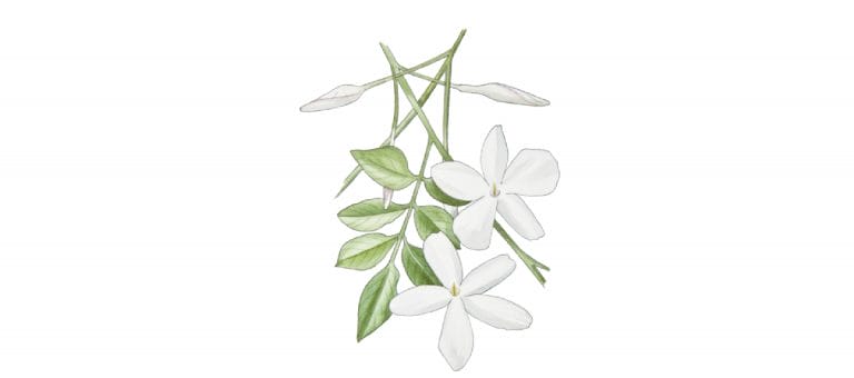 Jasminum Grandiflorum