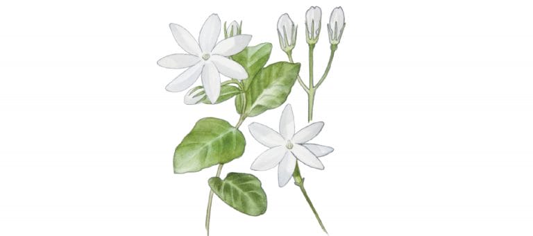 JASMINE