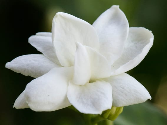 JASMINE