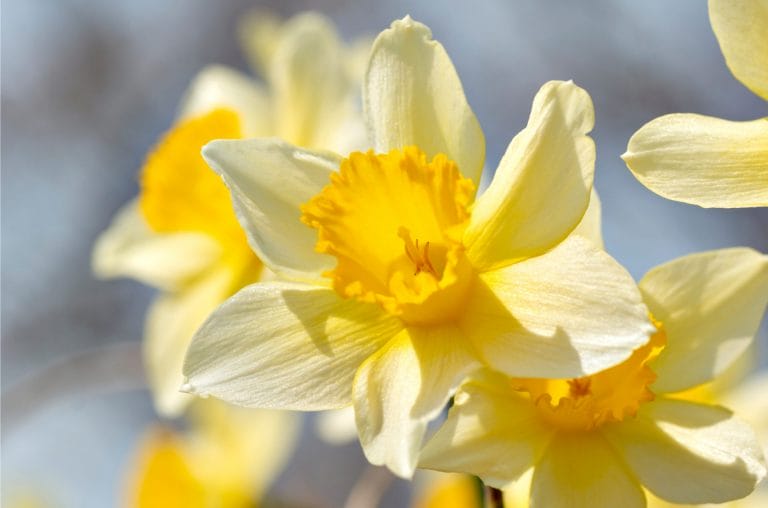 JONQUILLE3_SHUTTERSTOCK_2020
