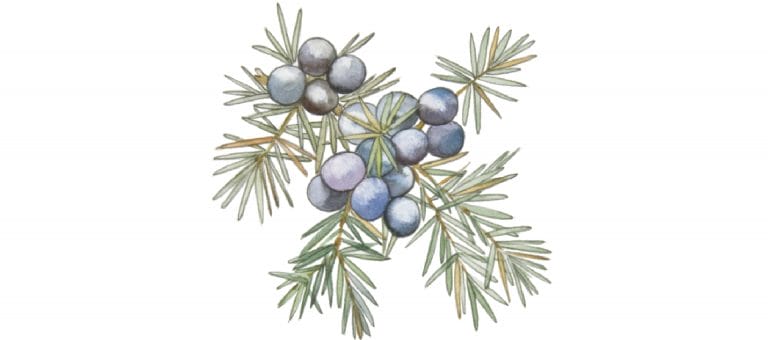JUNIPER BERRY