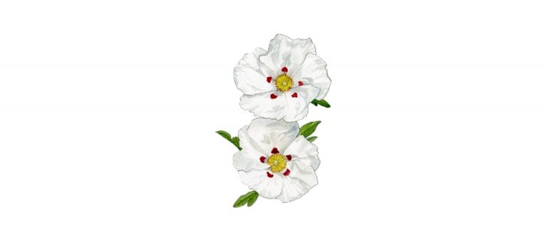 LABDANUM