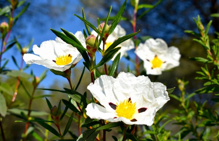 LABDANUM