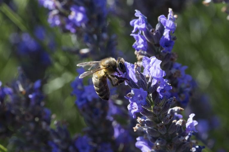 LAVENDER