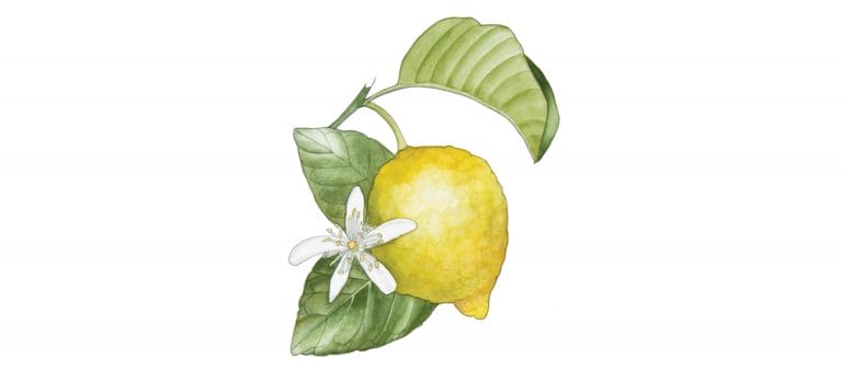LEMON (Citrus Limon (L.) Burm.f)