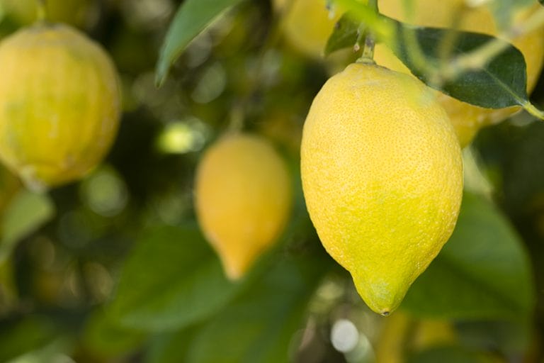LEMON