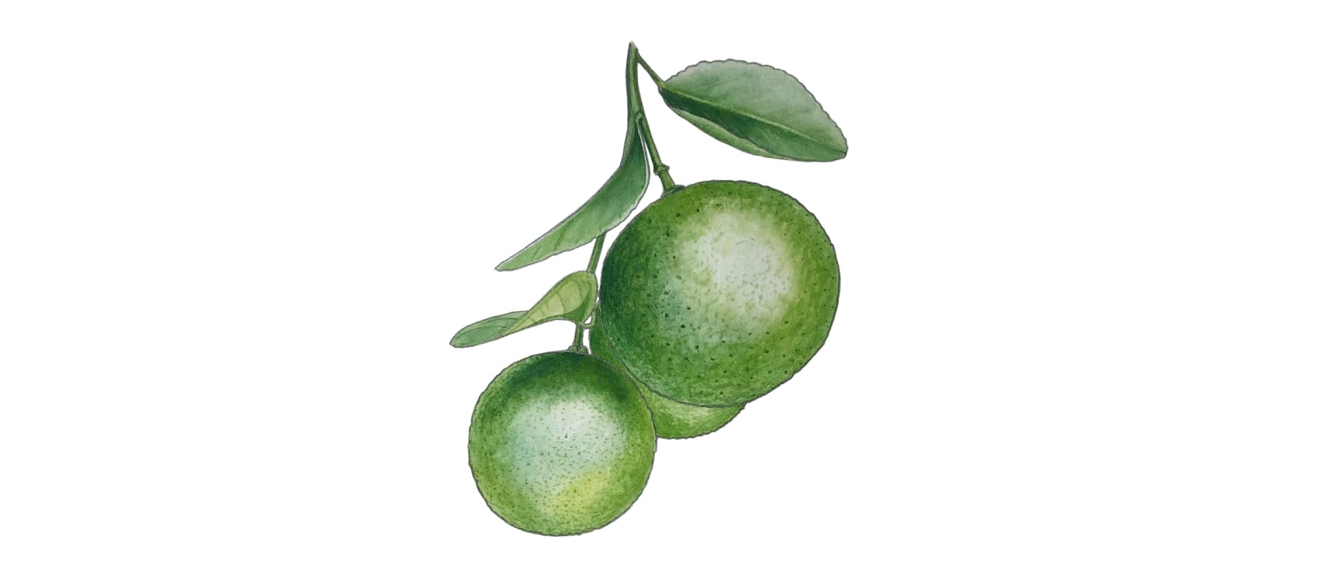LIME OIL KEY DISTILLED MEXICO ORG |LMR Naturals