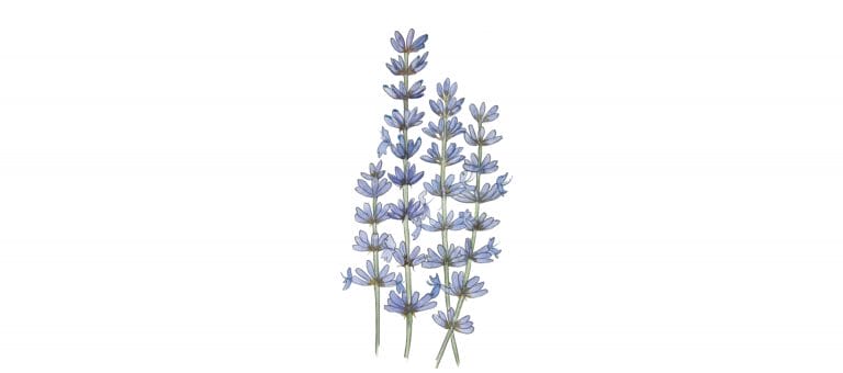 Lavender