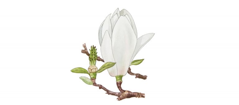 MAGNOLIA FLOWER