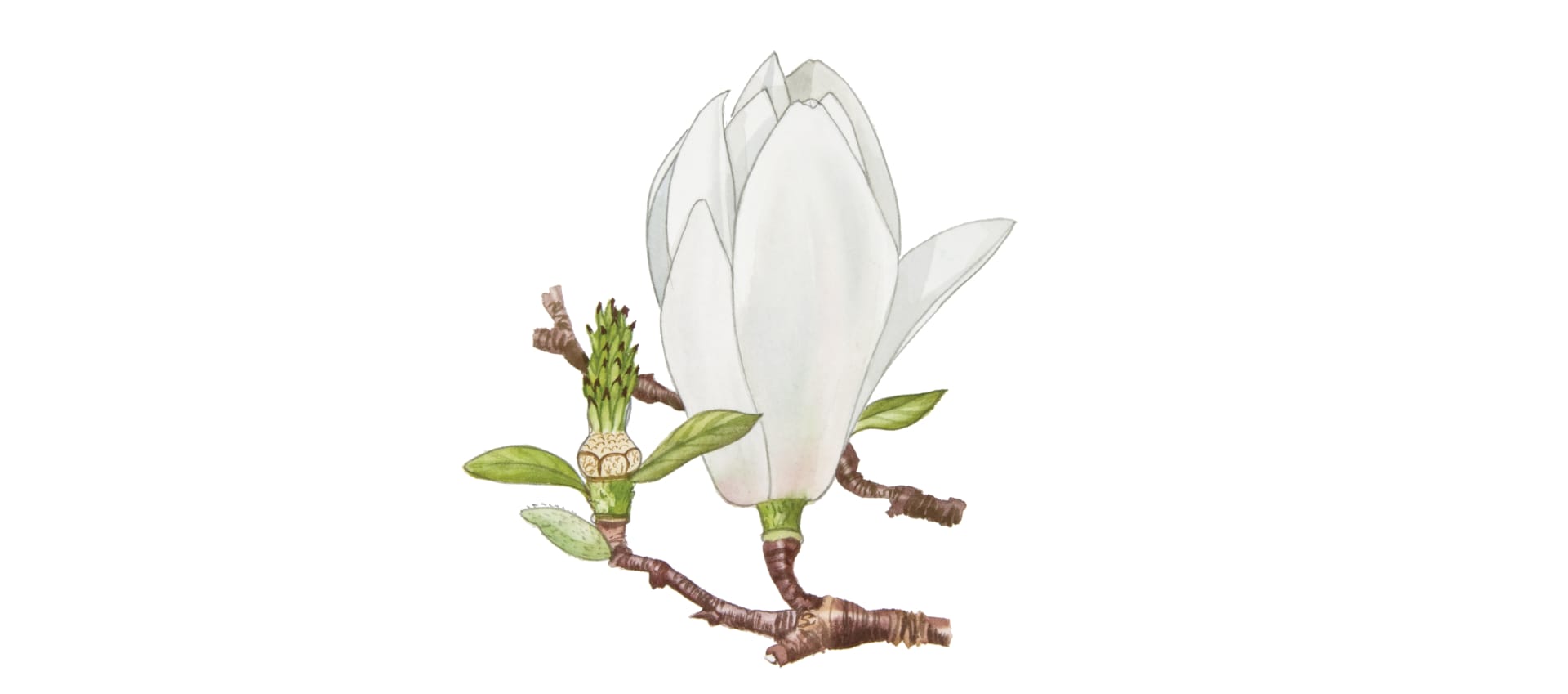 MAGNOLIA FLOWER OIL|LMR Naturals | IFF