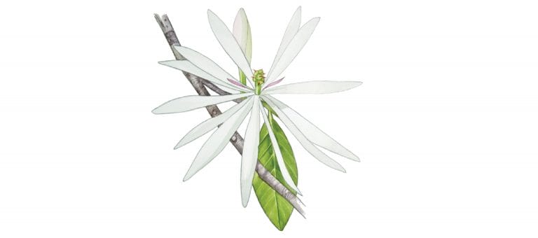 MAGNOLIA LEAF