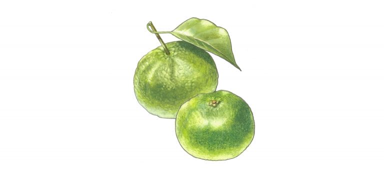 MANDARIN