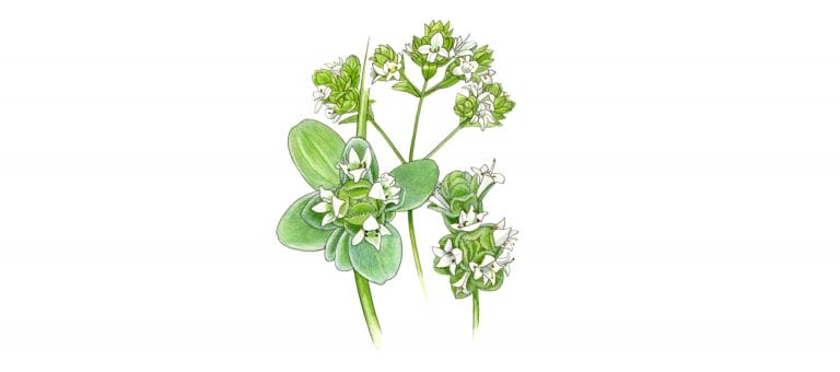 MARJORAM