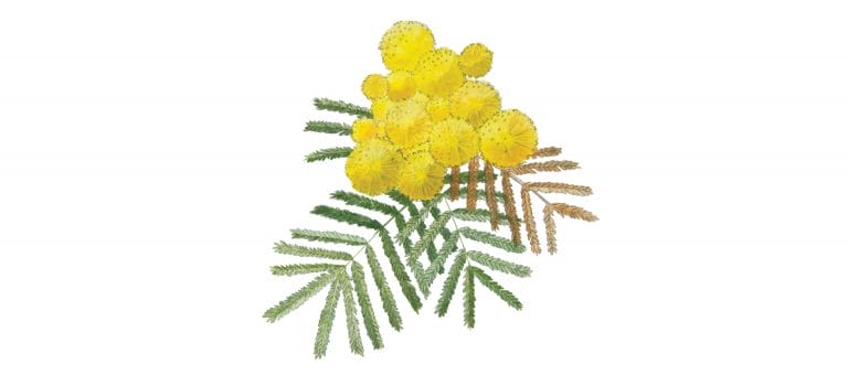 MIMOSA