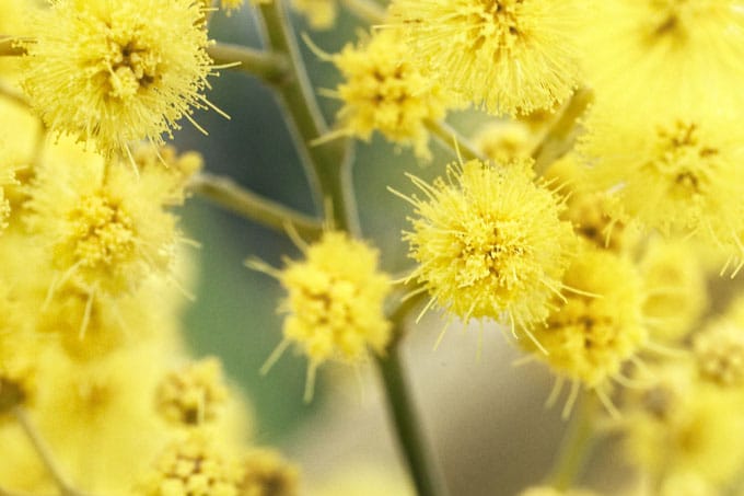 MIMOSA