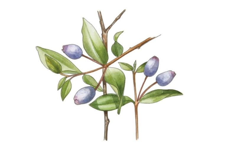 MYRTLE